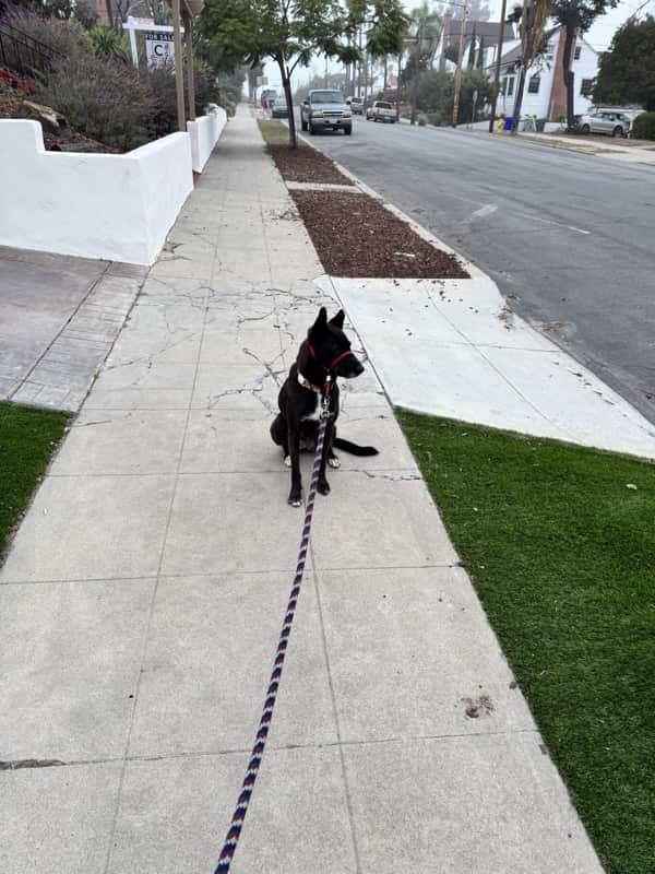 A picture of a black dog named Bowie sitting, taken on November 12 2025 at 6:33 am